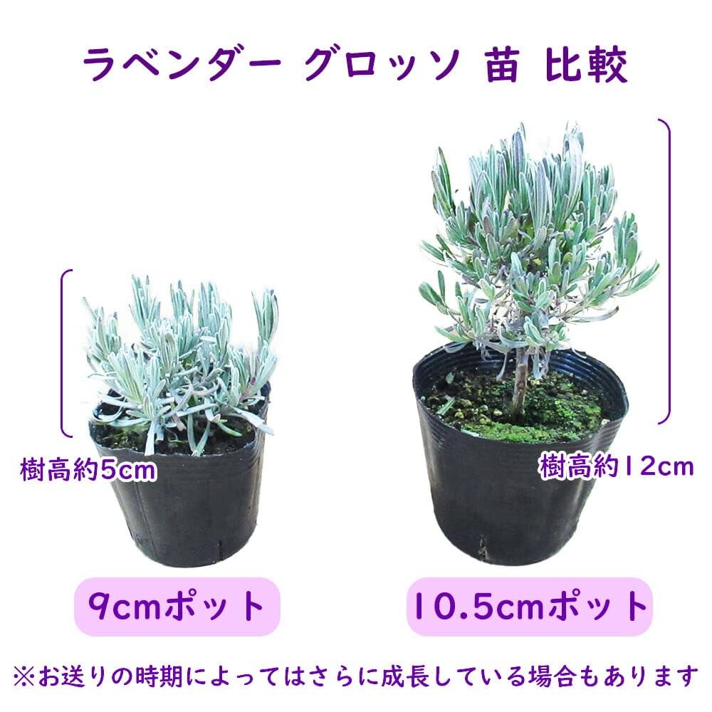 Amazon.co.jp: ラベンダー 苗 ラベンダー 「 グロッソ 」【 2株